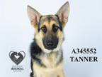 Adopt TANNER a German Shepherd Dog