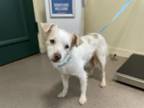 Adopt A515034 a Parson Russell Terrier, Mixed Breed