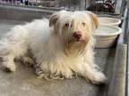 Adopt A515051 a Terrier