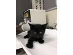 Adopt INKY a Domestic Short Hair