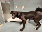 Adopt DONNIE a Pit Bull Terrier, Labrador Retriever