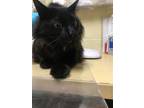 Adopt BARN CATWINSTON a Domestic Long Hair