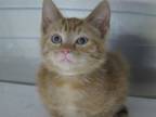 Adopt FROST a Domestic Short Hair