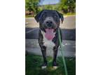 Adopt HENRY a Pit Bull Terrier