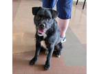 Adopt WAGNER a Terrier, Mixed Breed