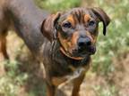 Adopt OWEN a Rhodesian Ridgeback, German Shepherd Dog