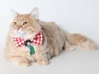 Adopt GEORGE a Domestic Medium Hair