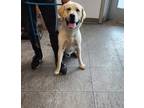 Adopt MAX a Labrador Retriever