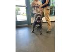 Adopt STRIP a Pit Bull Terrier