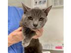 Adopt CANBY 1 a Domestic Short Hair