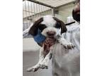 Adopt MARBLE a Bluetick Coonhound, Mixed Breed
