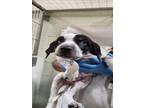 Adopt HOBBS a Bluetick Coonhound, Mixed Breed