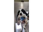 Adopt BRAXTON a Bluetick Coonhound, Mixed Breed