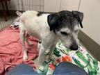 Adopt FRITZ a Parson Russell Terrier, Mixed Breed