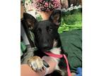 Adopt A203376 a German Shepherd Dog