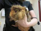 Adopt PIGLET a Guinea Pig