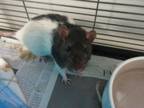 Adopt FIVES a Rat