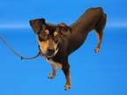 Adopt CHALUPA a Terrier, Mixed Breed