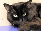 Adopt COOKIE a Domestic Medium Hair