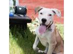 Adopt Dexx a Labrador Retriever, Pit Bull Terrier