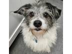 Adopt Tobias a Terrier, Mixed Breed