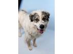 Adopt DUMBLEDORE a Great Pyrenees