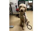 Adopt GEORGE a Poodle, Mixed Breed