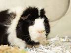 Adopt Sweden a Guinea Pig