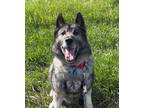 Adopt Zeus a Norwegian Elkhound
