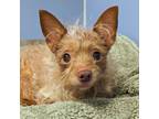 Adopt Mr Giggles a Terrier