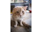Adopt Nemo: Barn Cat (FCID# 01/29/2024 - 41 Trainer) C a Tabby