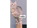 Adopt Odin (FCID# 05/23/2024 - 1 Brandywine PS) a Tabby