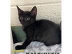 Adopt CHORIZO a Domestic Short Hair