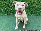 Adopt TROUBLE a Pit Bull Terrier