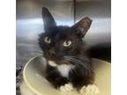 Adopt Harley a Domestic Medium Hair