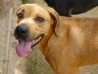Adopt DOOBIE a Labrador Retriever, Mixed Breed