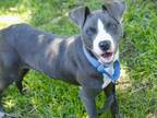 Adopt DALLAS a American Staffordshire Terrier, Mixed Breed