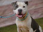 Adopt RUSS a American Staffordshire Terrier, Mixed Breed