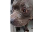 Adopt BREWSTER a American Staffordshire Terrier