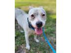 Adopt GROVER a American Staffordshire Terrier