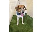 Adopt A1195194 a Treeing Walker Coonhound, Mixed Breed