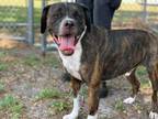 Adopt HERSHEY a Mixed Breed