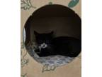 Adopt Roswell a Domestic Short Hair