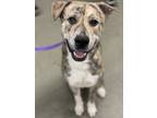 Adopt Tyler a Mixed Breed