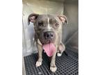 Adopt ROLAN a Pit Bull Terrier, Mixed Breed