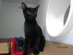 Adopt STANLEY a Domestic Short Hair