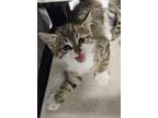 Adopt SNYDER a Domestic Short Hair