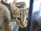 Adopt JESSIE a Domestic Short Hair