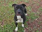 Adopt BOSS a Pit Bull Terrier, Mixed Breed