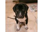 Adopt Watermelon a Catahoula Leopard Dog, Great Pyrenees
